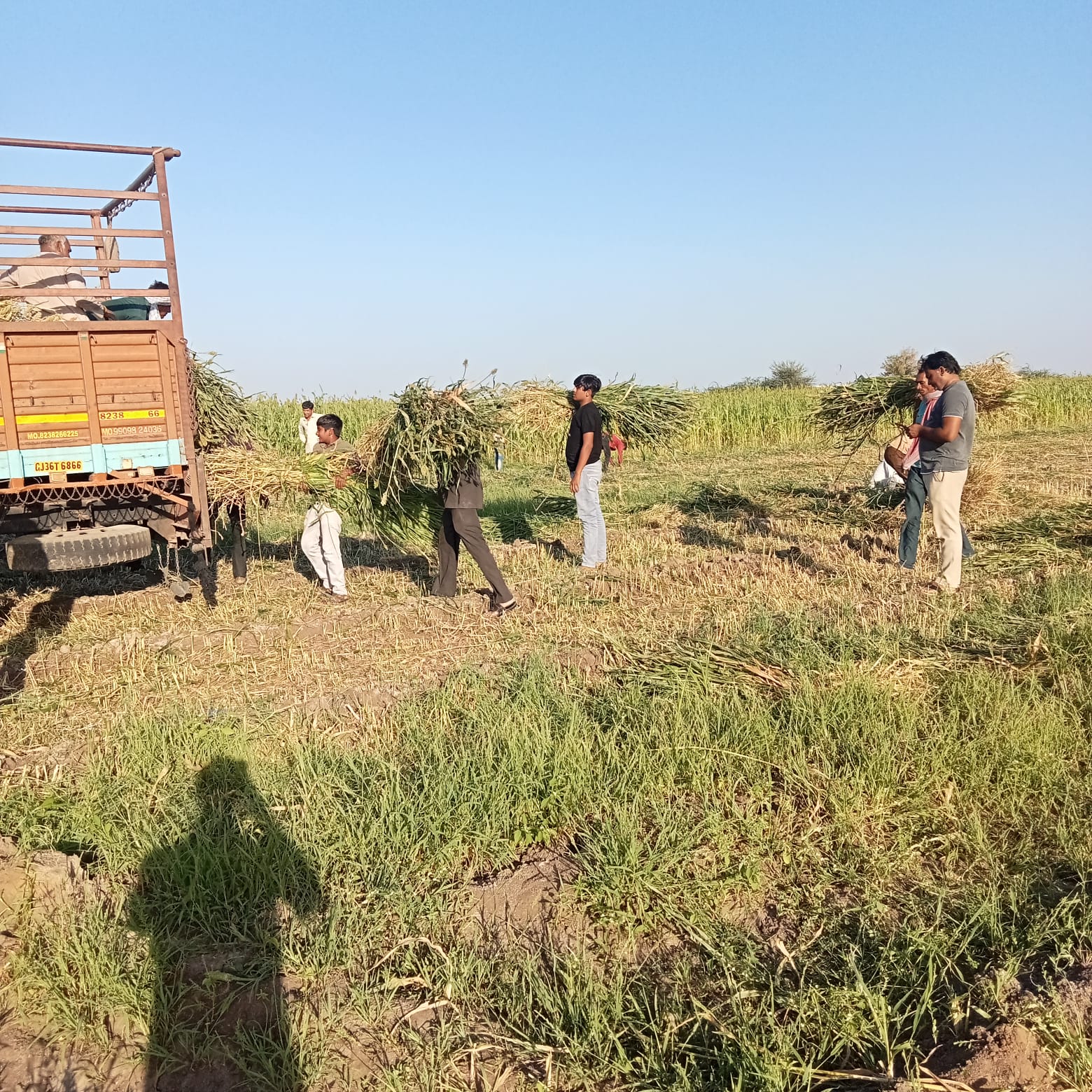 આને કહેવાય સાચી ગૌસેવા, જુના ઘાટીલા ગામે ગૌમાતા માટે 35 વિધા જમીનમાં મકાઈનું વાવેતર.