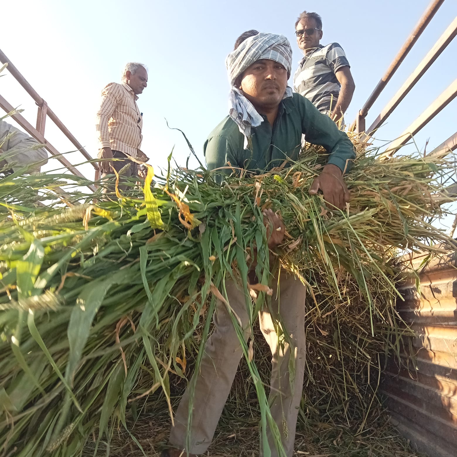 આને કહેવાય સાચી ગૌસેવા, જુના ઘાટીલા ગામે ગૌમાતા માટે 35 વિધા જમીનમાં મકાઈનું વાવેતર.