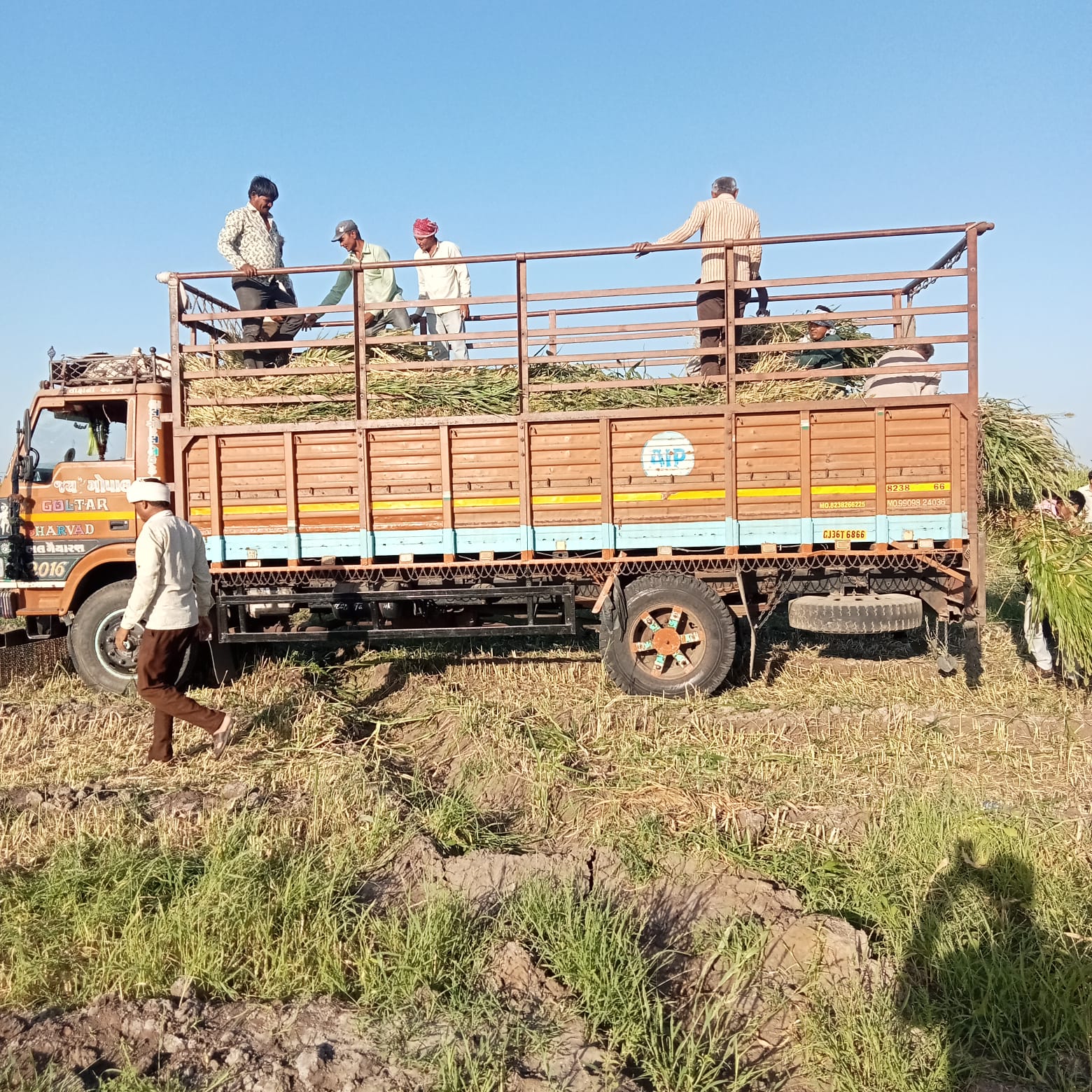 આને કહેવાય સાચી ગૌસેવા, જુના ઘાટીલા ગામે ગૌમાતા માટે 35 વિધા જમીનમાં મકાઈનું વાવેતર.