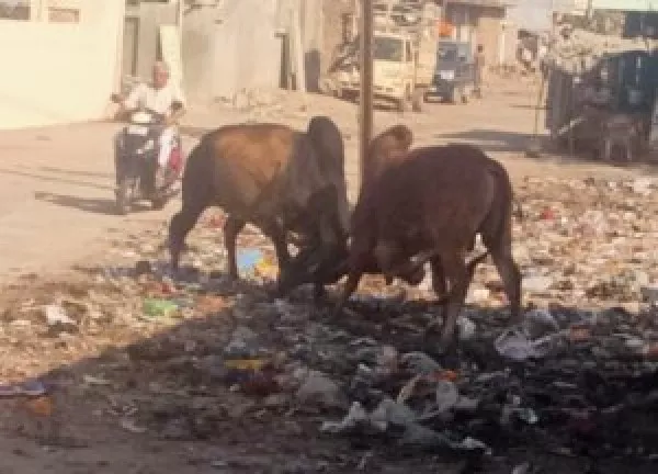 મોરબીમાં ખૂંટિયાઓનું દંગલ, વધુ એક વખત આખલા યુદ્ધથી લોકક ભયભીત