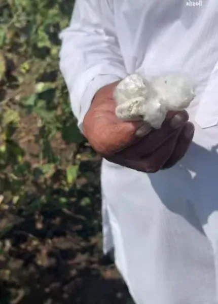 મોરબીમાં ખેડૂતોને પડયા ઉપર પાટુ, અતિવૃષ્ટિ બાદ હવે પાછોતરા વરસાદથી પાકને મોટું નુકસાન
