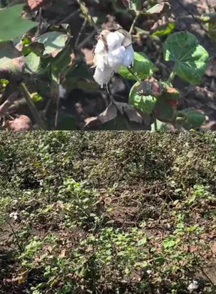 મોરબીમાં ખેડૂતોને પડયા ઉપર પાટુ, અતિવૃષ્ટિ બાદ હવે પાછોતરા વરસાદથી પાકને મોટું નુકસાન
