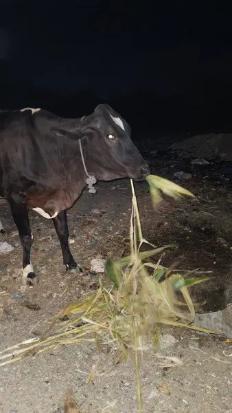 કર્તવ્ય ચેરીટેબલ ટ્રસ્ટ દ્વારા ચકલી ઘરનું નિશુલ્ક વિતરણ
