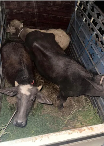 મોરબીમાં ક્રુરતાપૂર્વક બોલેરોમાં લઈ જવાતા 3 પશુને બચાવાયા

