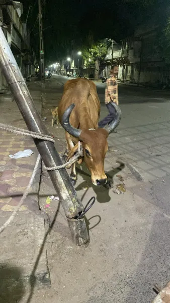 મોરબીમાં મનપાએ 68 રખડતાં ઢોરને પકડીને પાંજરાપોળમાં મુક્યાનો દાવો