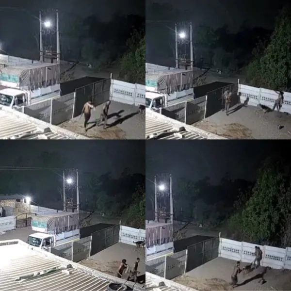 પાલતુ શ્વાન બન્યો તારણહાર