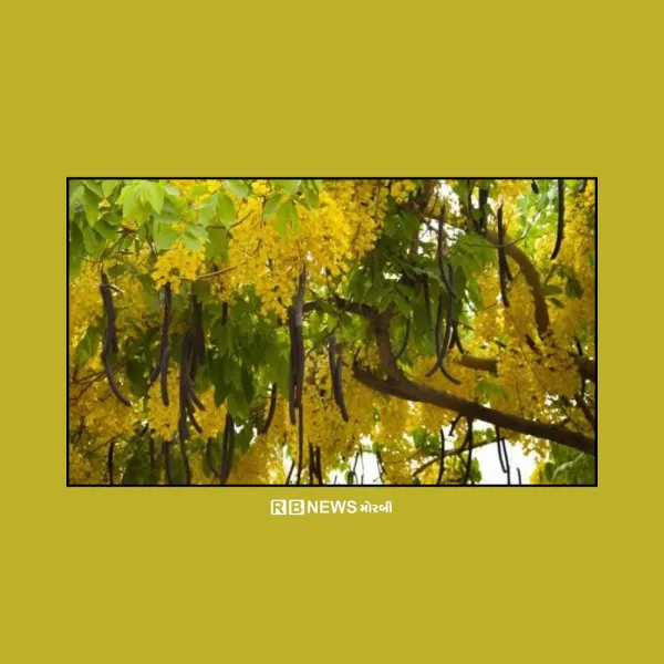 મોરબીમાં ગરમાળાની સીંગનું વિનામૂલ્યે વિતરણ કરાશે