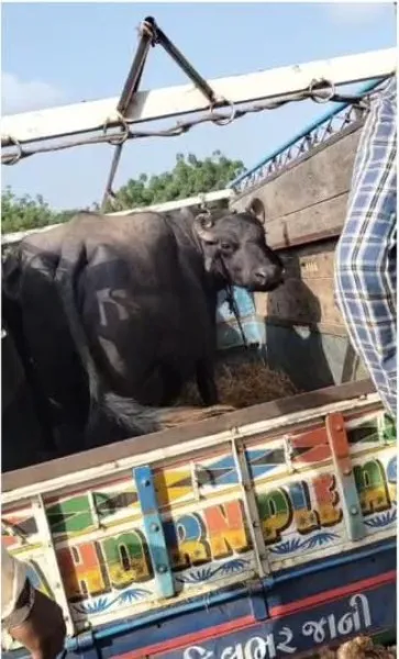 મોરબીના માળીયા ફાટક નજીક અબોલ જીવોને ક્રૂરતાપૂર્વક બાંધી કતલખાને ધકેલાતા બચાવ્યા
