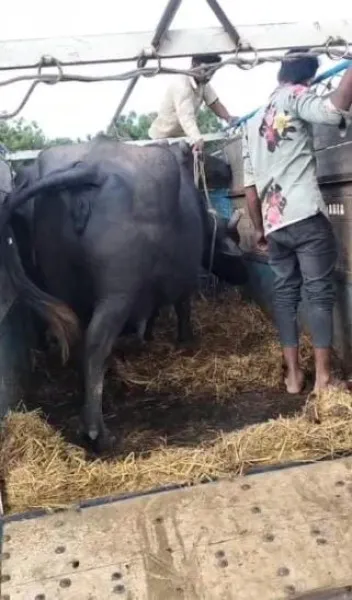 મોરબીના માળીયા ફાટક નજીક અબોલ જીવોને ક્રૂરતાપૂર્વક બાંધી કતલખાને ધકેલાતા બચાવ્યા
