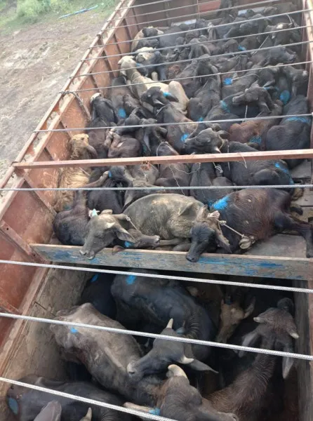 મોરબીમાં પશુ ભરેલી ગાડીનો પીછો કરતા ડ્રાઇવરનો ગાડીને ગૌરક્ષકોની માથે ચડાવાનો પ્રયાસ
