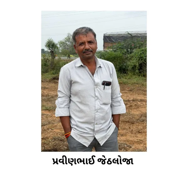 મોરબી જિલ્લાના શિવપુર ગામે માવઠાથી 70% ટકા મગફળીના પાકનો નાશ