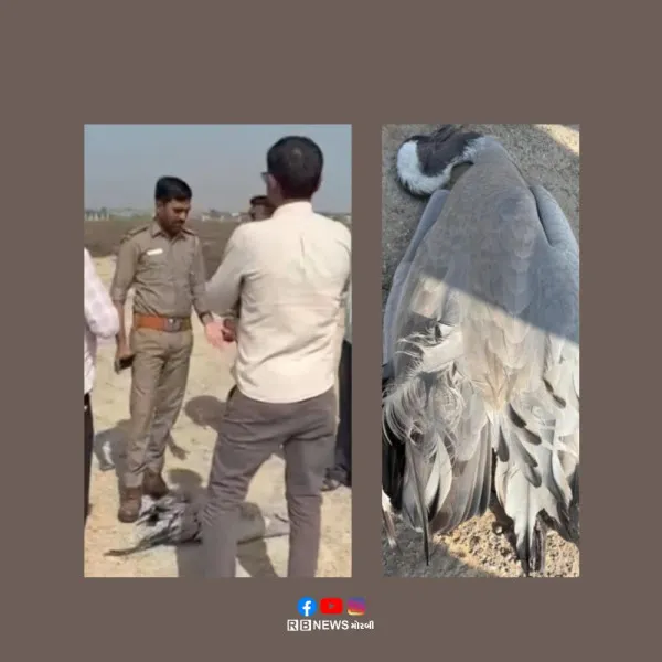 મોરબીના ચાચાપરમા પક્ષીઓના ઝેરી ઘઉં ખાવાથી મોત થયાનો ઘટસ્ફોટ