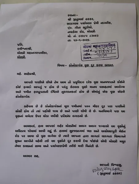 મોરબીમાં પાંચ સ્થળોએ આવેલા કોનોકાર્પસ વૃક્ષો જમીન, આરોગ્ય માટે હાનિકારક
