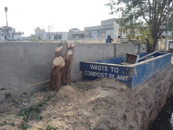 મોરબીમાં અંતે આરોગ્ય માટે હાનિકારક કેનોકાર્પસ' વૃક્ષોનું નિકંદન
