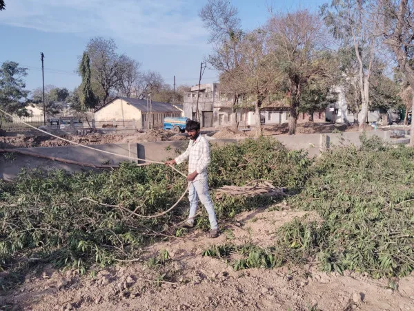 મોરબીમાં અંતે આરોગ્ય માટે હાનિકારક કેનોકાર્પસ' વૃક્ષોનું નિકંદન
