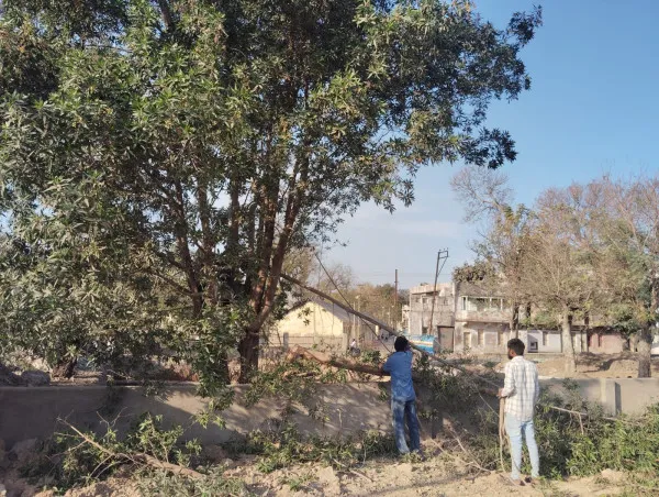 મોરબીમાં અંતે આરોગ્ય માટે હાનિકારક કેનોકાર્પસ' વૃક્ષોનું નિકંદન
