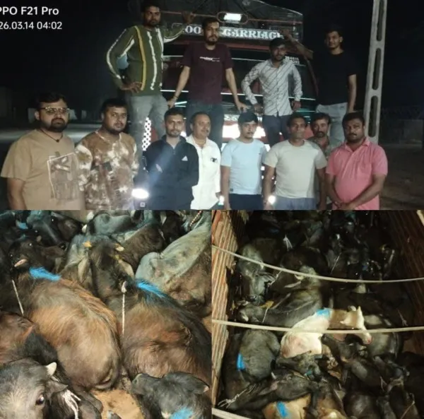 હળવદ નજીકથી કતલખાને ધકેલાતા 35 પશુઓને બચાવાયા, એક ઝડપાયો