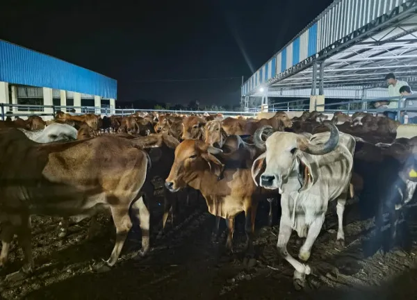 મોરબીમાં આમરણની ગૌશાળામાં ગૌદર્શન અને વિકાસ કામો અર્પણ 
