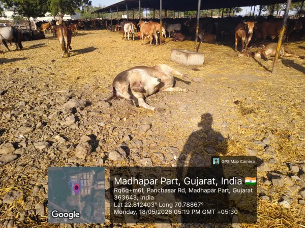 મોરબીના નદીઘરમાં ઘાસચારો, પાણીનો અભાવ અને ભ્રષ્ટાચારનો કોંગ્રેસનો સનસનીખેજ આક્ષેપ
