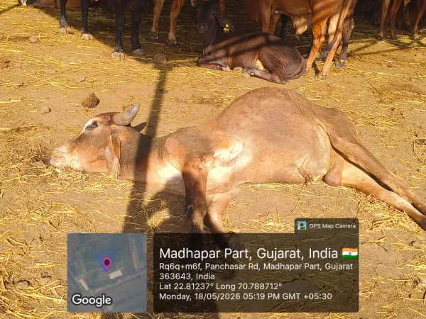 મોરબીના નદીઘરમાં ઘાસચારો, પાણીનો અભાવ અને ભ્રષ્ટાચારનો કોંગ્રેસનો સનસનીખેજ આક્ષેપ
