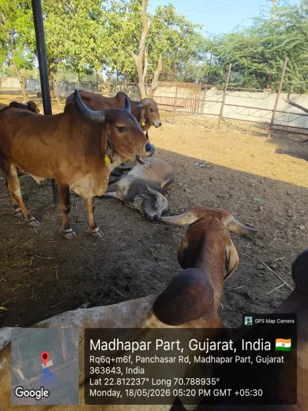 મોરબીના નદીઘરમાં ઘાસચારો, પાણીનો અભાવ અને ભ્રષ્ટાચારનો કોંગ્રેસનો સનસનીખેજ આક્ષેપ
