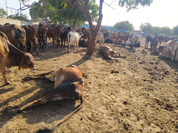 મોરબીના નદીઘરમાં ઘાસચારો, પાણીનો અભાવ અને ભ્રષ્ટાચારનો કોંગ્રેસનો સનસનીખેજ આક્ષેપ

