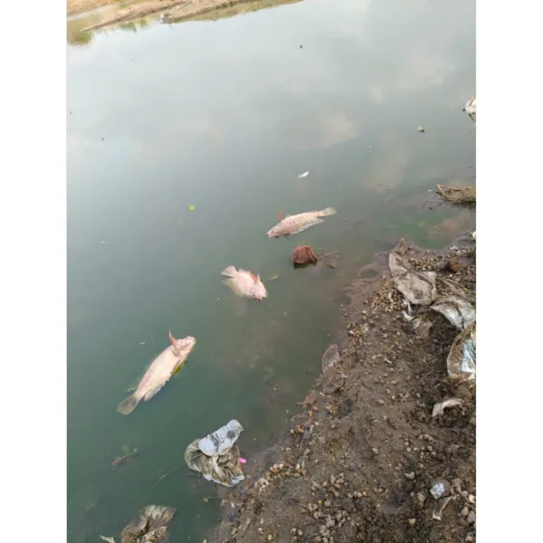 મોરબીના શનાળા ગામે તળાવમાં મોટી સંખ્યામાં માછલાઓના ભેદી રીતે મોત
