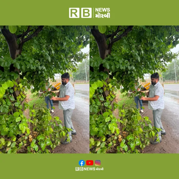 જોધપર-રફાળેશ્વર રોડ પર નિર્શિવ ફાઉન્ડેશન દ્વારા વૃક્ષોને ગૂંગળાવતા લોખંડના પાંજરા દૂર કરાતા 20 વૃક્ષોને મળ્યું નવજીવન