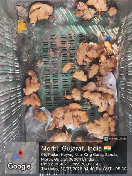 મોરબીમાં ફૂડ શાખાની તવાઈ: ફૂગવાળા પીઝા, વાસી નૂડલ્સ-મંચુરિયન સહિત 28 કિલો અખાદ્ય ખોરાકનો નાશ
