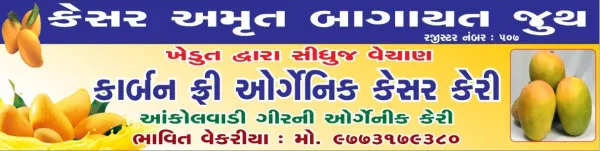 આકોલવાડી ગીરની કાર્બન ફ્રી ઓર્ગેનિક કેસર અમૃત કેરી મોરબીમાં..

ખેડૂતો દ્વારા સીધું વેચાણ..વધુ માહિતી માટે કોલ કરો..97731 79380