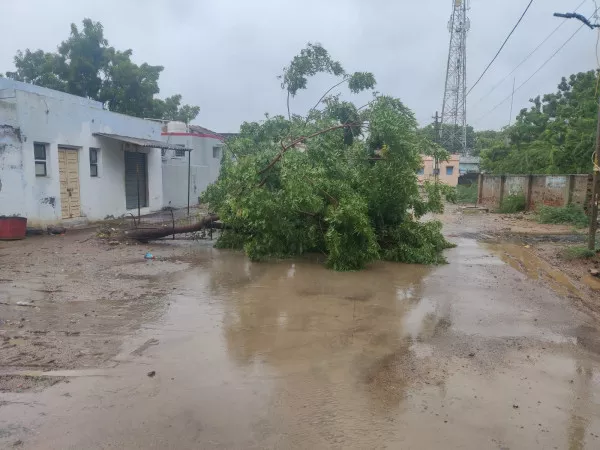 મોરબીના વવાણીયા પાસે વરસાદ અને પવનના કારણે રોડ પર વૃક્ષ પડી ગયું હતું,