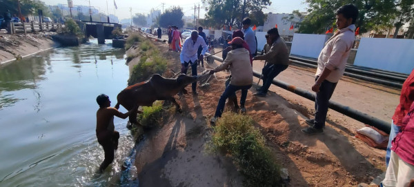 ફાયર બ્રિગેડ વિભાગે તૂરત જ કેનાલમાં કૂદી આખલાને મહામહેનતે બહાર કાઢ્યો