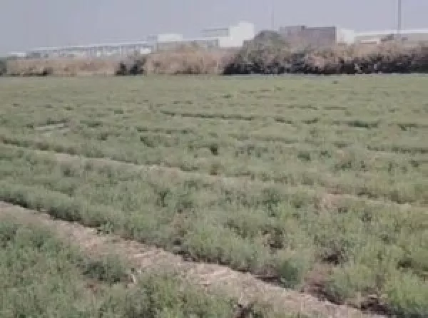 ઉધોગોના પ્રદુષણનો મોટો ખતરો છતાં પ્રદુષણ બોર્ડનું ભેદી મૌન

મોરબીમાં કેમિકલ ફેક્ટરીના ઝેરી પ્રદુષણે ખેડૂતના પાકનો સત્યાનાશ કરી નાખ્યો