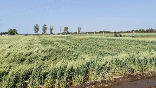 અણધારી આફત : ટંકારાના હડમતીયા ગામે ધુઉના પાકમાં ઈયળ મોલા મચ્છીથી ખેડૂતોના મોઢે આવેલો કોળિયો છીનવાયો