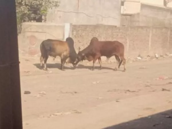 મોરબીમાં ખૂંટિયાઓનું દંગલ, વધુ એક વખત આખલા યુદ્ધથી લોકક ભયભીત