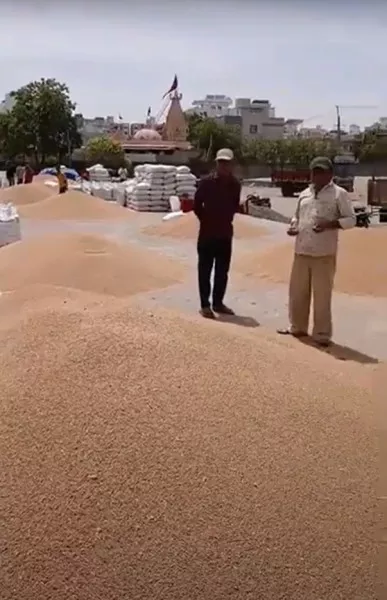 મોરબીના માર્કેટ યાર્ડમાં ઘઉં ની પુષ્કળ આવક પણ ઓછા ભાવથી ખેડૂતોમાં નારાજગી.