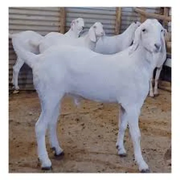 વાંકાનેરમાં 39 ઘેટા-બકરાની ચોરી