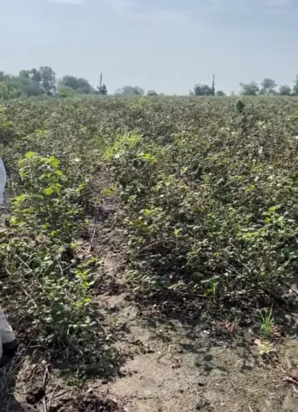 મોરબીમાં ખેડૂતોને પડયા ઉપર પાટુ, અતિવૃષ્ટિ બાદ હવે પાછોતરા વરસાદથી પાકને મોટું નુકસાન
