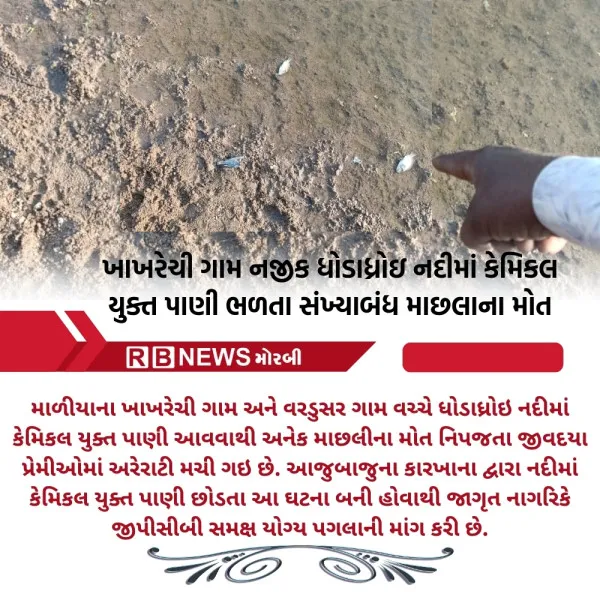 માળીયાના ખાખરેચી ગામ નજીક ધોડાધ્રાઈ નદીમાં કેમિકલ યુક્ત પાણી ભળતા સંખ્યાબંધ માછલાના મોત