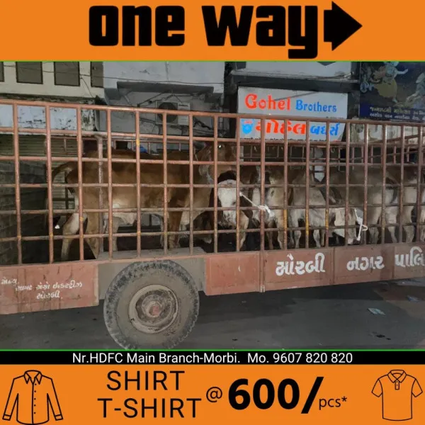 મોરબીમાં રઝળતા ઢોરને ડબ્બે પુરવા મનપા તંત્ર મેદાને, 17 ઢોરને પકડયા
