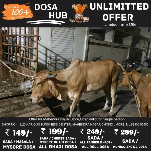 મોરબીમાં મનપાએ 68 રખડતાં ઢોરને પકડીને પાંજરાપોળમાં મુક્યાનો દાવો