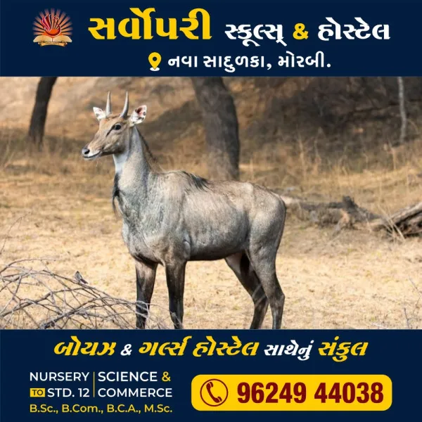 માળીયાના ખાખરેચી પાસે ફરી નીલગાયનો શિકાર 