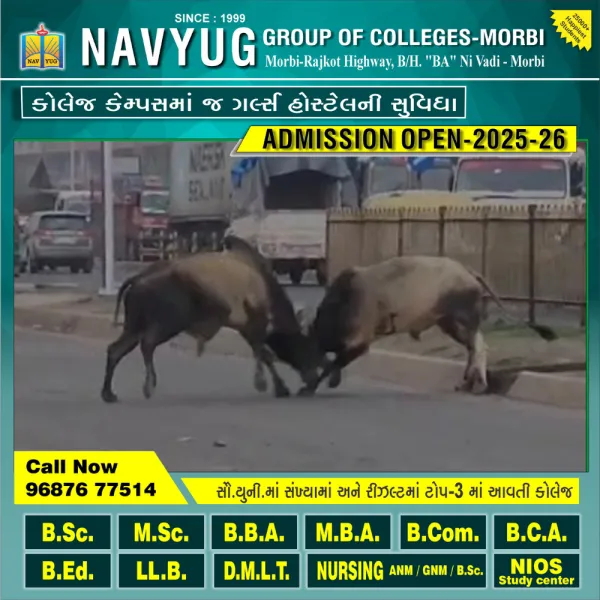 મોરબી નજીક હાઇવેના સર્વિસ રોડ ઉપર બે આખલા વચ્ચે લડાઈ