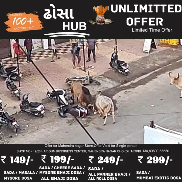 મોરબીમાં મનપાના પાપે ખુટિયાઓ વચ્ચેની લડાઈમાં રાહદારીઓ હડફેટે ચડ્યા, વાહનોનો કચ્ચરઘાણ