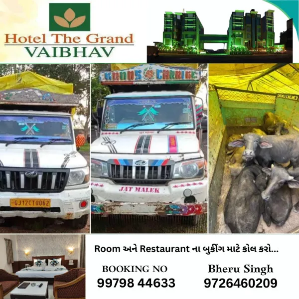 મોરબીના ગૌરક્ષકોએ બોલેરો ગાડીમાં ક્રૂરતાપૂર્વક બાંધીને કતલખાને ધકેલાતા 21 પશુઓને બચાવ્યા