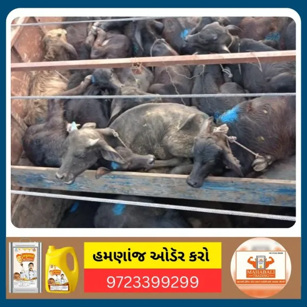 મોરબીમાં પશુ ભરેલી ગાડીનો પીછો કરતા ડ્રાઇવરનો ગાડીને ગૌરક્ષકોની માથે ચડાવાનો પ્રયાસ
