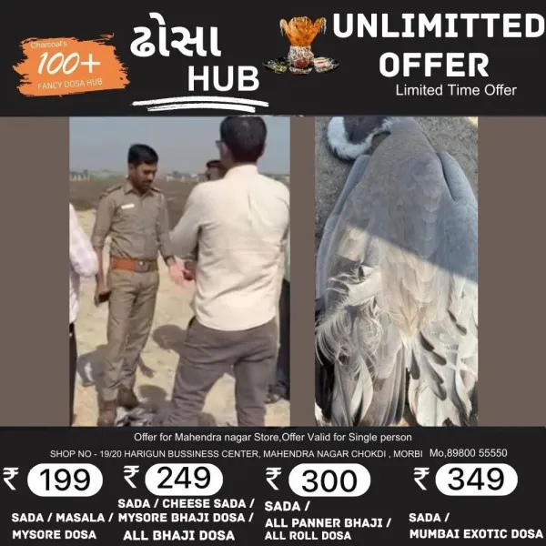 મોરબીના ચાચાપરમા પક્ષીઓના ઝેરી ઘઉં ખાવાથી મોત થયાનો ઘટસ્ફોટ