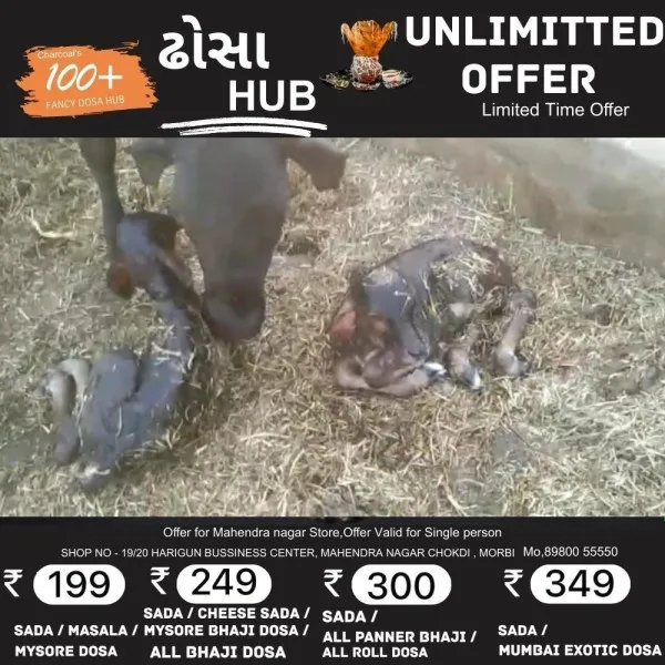 કુદરતની કમાલ : ટંકારામાં ગાયે જોડિયા વાછરડીઓને જન્મ આપતા માલધારી પરિવાર ખુશીનો માહોલ
