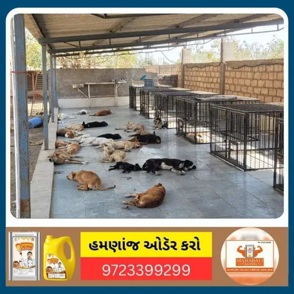 મોરબીમાં યુવાનોનું 7 વર્ષમાં 80 હજાર પશુ પંખીઓની સારવાર કરવાનું 