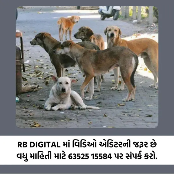 મોરબીમાં માત્ર 10 દિવસમાં 250 કૂતરા કરડવાના કેસ, તંત્ર કુંભકર્ણની નિદ્રામાં !
